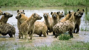 hyena_group
